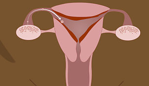 l2-womens-reproductive-life-stages-01.jpg